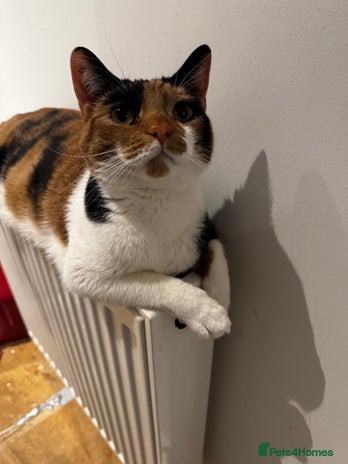 Mixed Breed cats - Advert 17