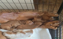 Cocker Spaniel dogs for sale: Cocker spaniel puppies  - Image 8