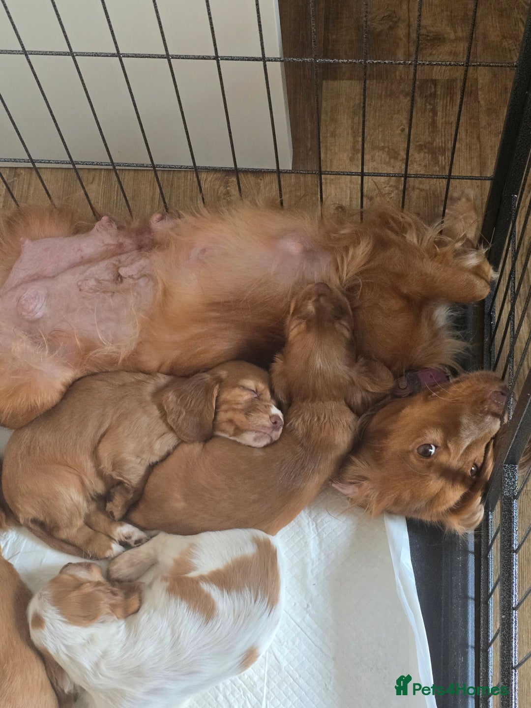 Cocker Spaniel dogs for sale: Cocker spaniel puppies  - Image 8