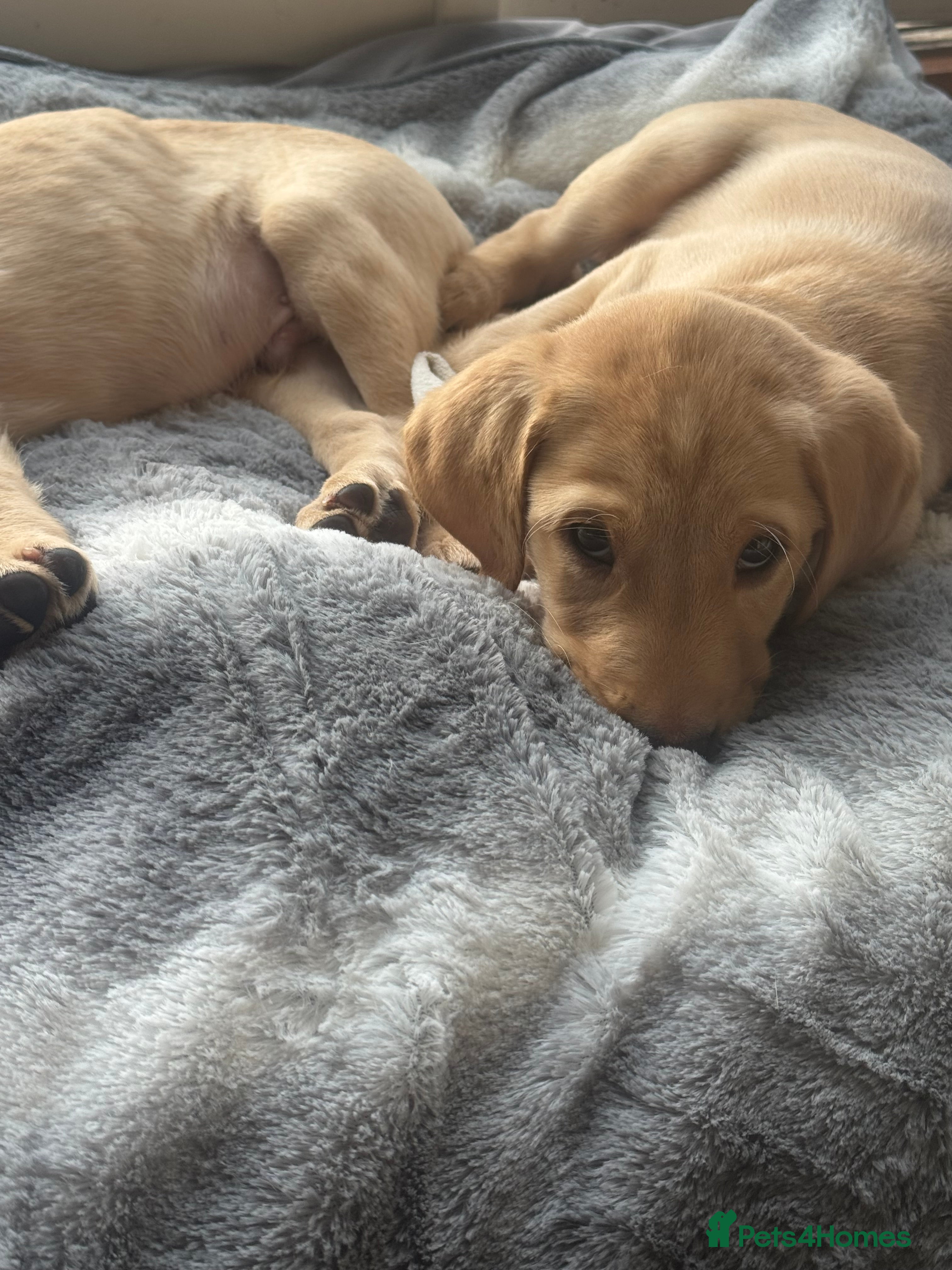 Labrador Retriever dogs Beautiful fox red male pups - Advert 18