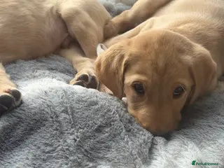 Labrador Retriever dogs Beautiful fox red male pups - Advert 18