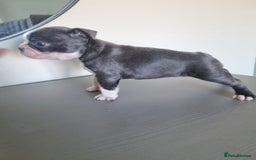 Boston Terrier dogs for sale: Last remaining Blue Boston girl - Image 29