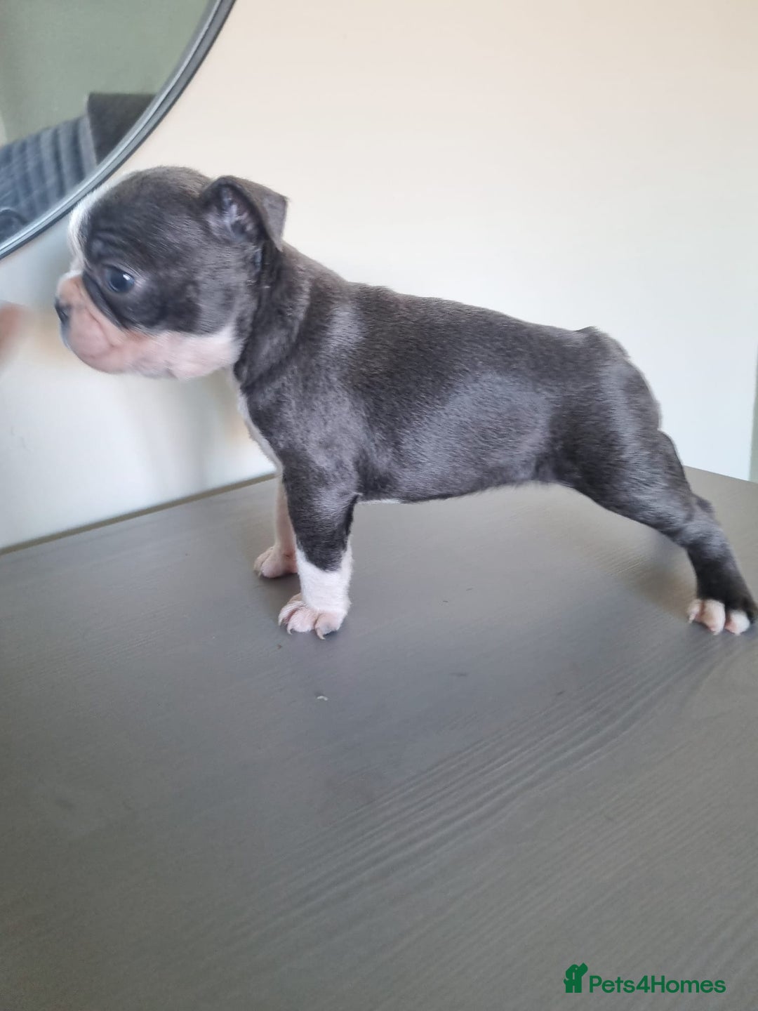 Boston Terrier dogs for sale: Last remaining Blue Boston girl - Image 29
