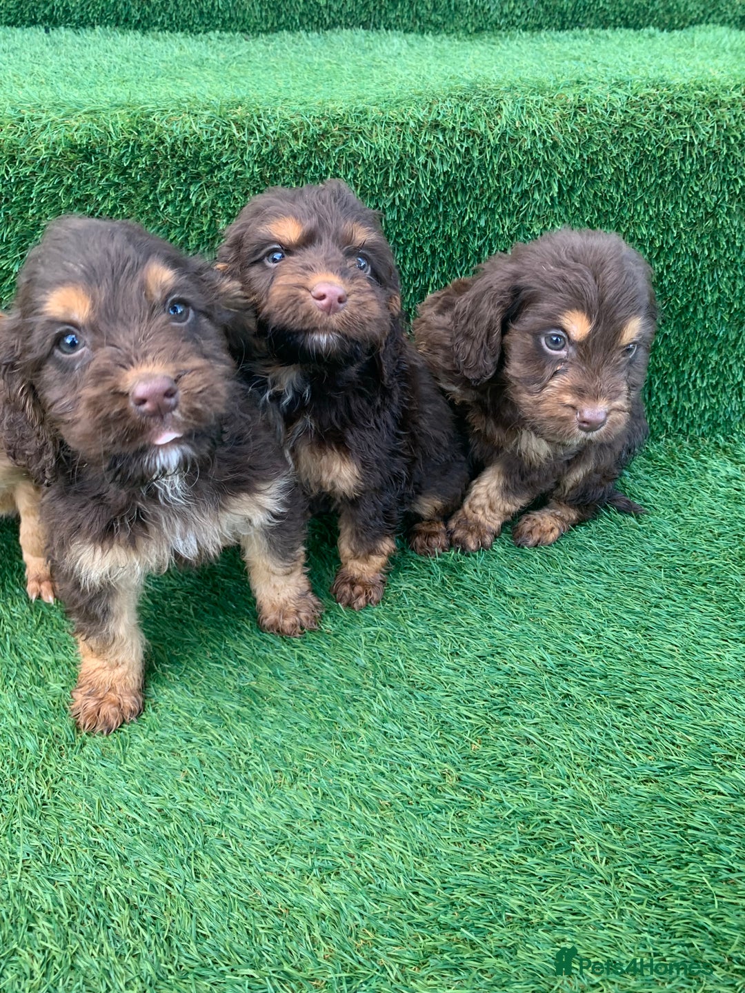 Cockapoo dogs for sale: Cockerpoo puppies  - Advert 16