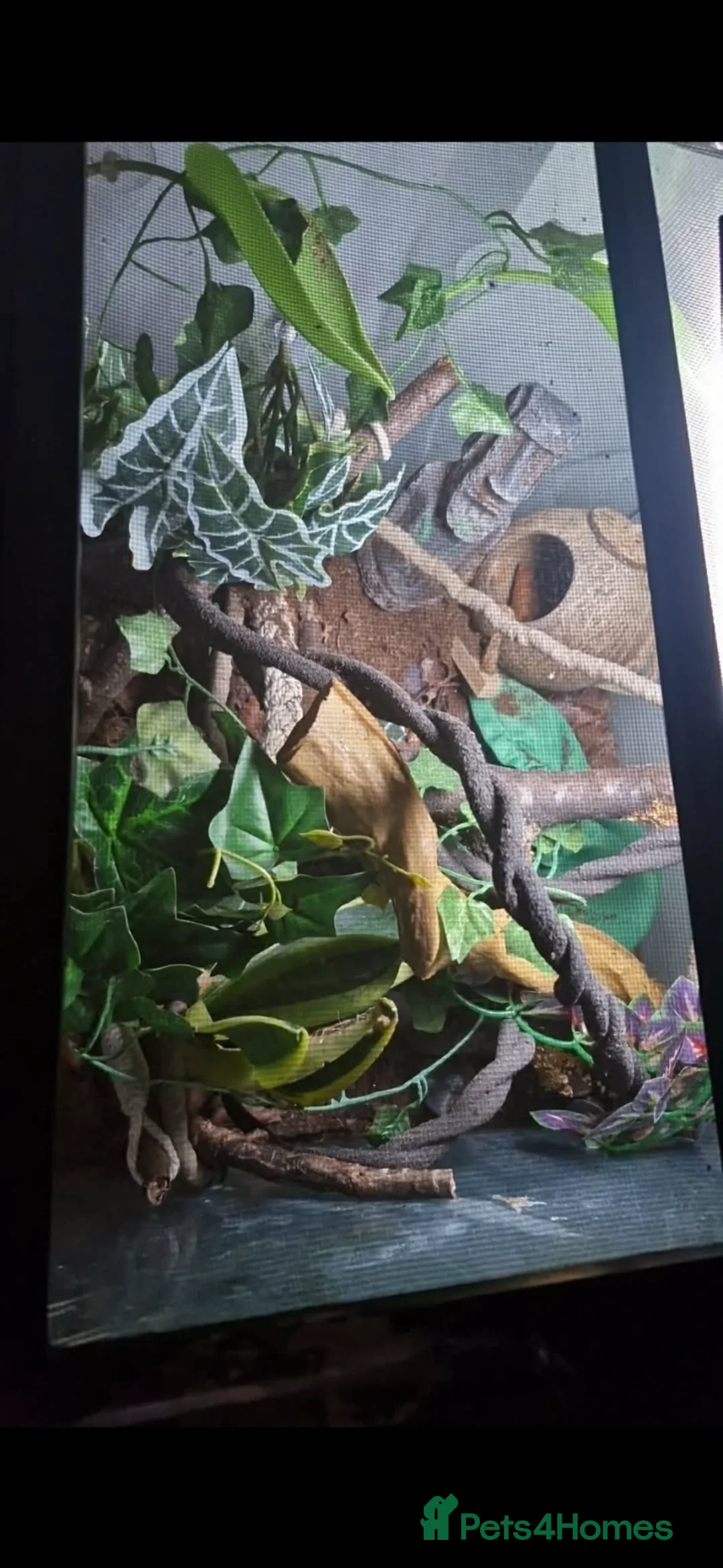 Gecko reptiles for sale: Lily white crested gecko & full bio active set up in Chesham - Advert 4