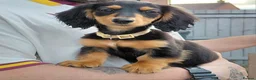 Miniature Dachshund dogs for sale: ✨️Beautiful Longhaired Minis✨️Lovely Temperments✨️ - Advert 6