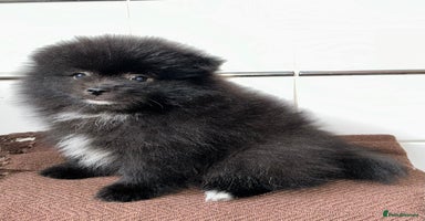 Pomeranian dogs - Advert 2