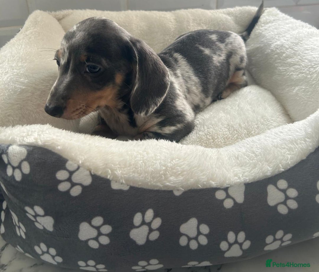 Miniature Dachshund dogs for sale: Miniature dachshund  - Image 6