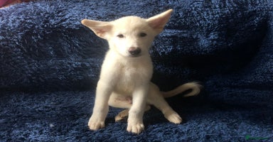 Mixed Breed dogs - Advert 4