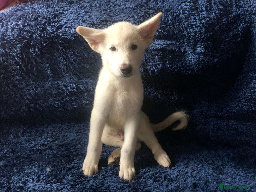 Mixed Breed dogs for sale: **REDUCED** READY NOW! Japanese Akita Puppies - Image 3