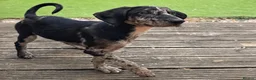 Mixed Breed dogs for sale: Border Collie- Blue Merle x Hungarian Vizsla  - Advert 2