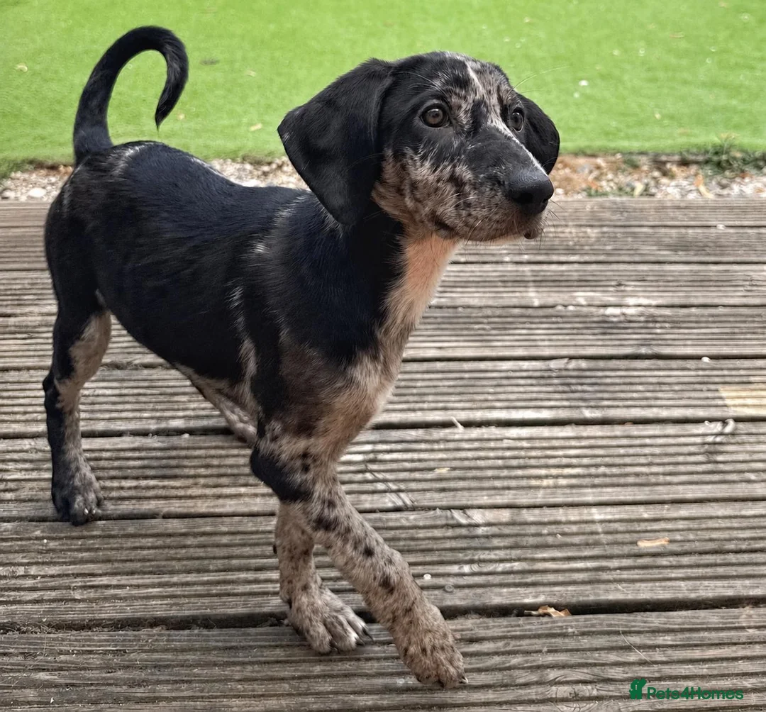 Mixed Breed dogs for sale: Border Collie- Blue Merle x Hungarian Vizsla  - Advert 2