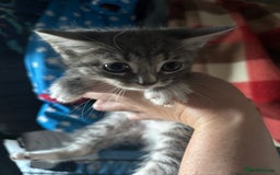 Mixed Breed cats for sale: 6 mixed breed kittens - Image 14