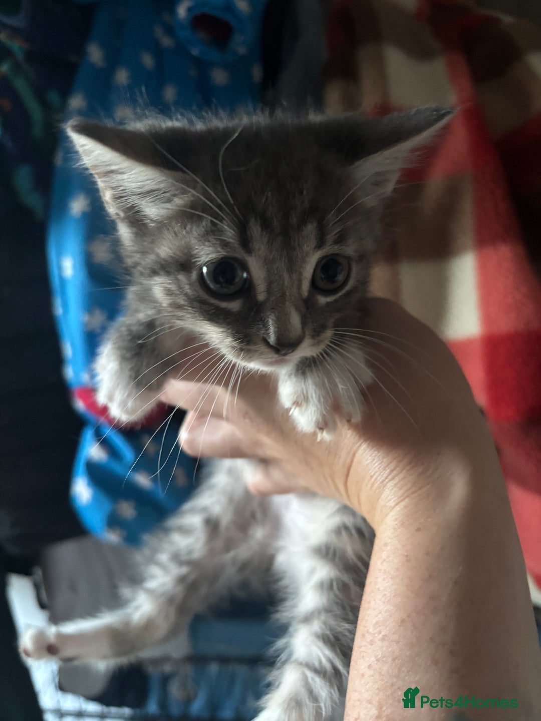 Mixed Breed cats for sale: 6 mixed breed kittens - Image 14
