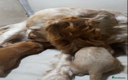 Sprocker dogs for sale: Sprocker x Cocker Puppies - Advert 5