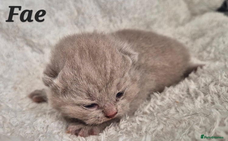 British Shorthair cats - Advert 6