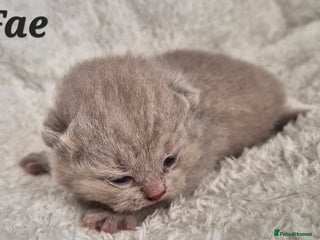 British Shorthair cats **Stunning TICA Registered Kittens** - Advert 18