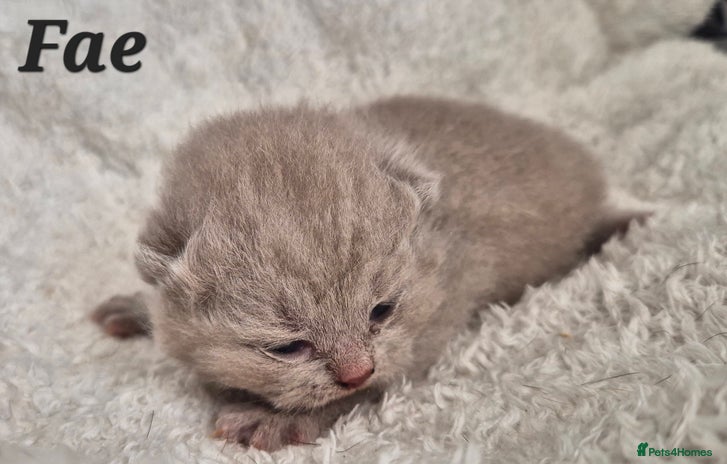 British Shorthair cats - Advert 6