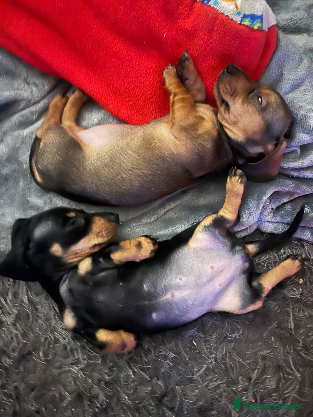 Miniature Dachshund dogs for sale: KC, PRA clear miniature smooth dachshund puppies - Advert 7