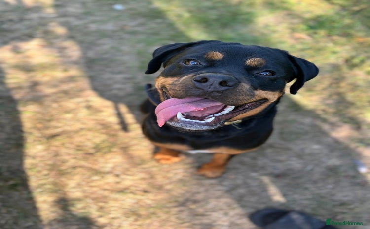 Rottweiler dogs - Advert 8