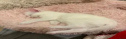 Domestic Shorthair cats for sale: Rehoming of a gorgeous kitten  - Advert 5