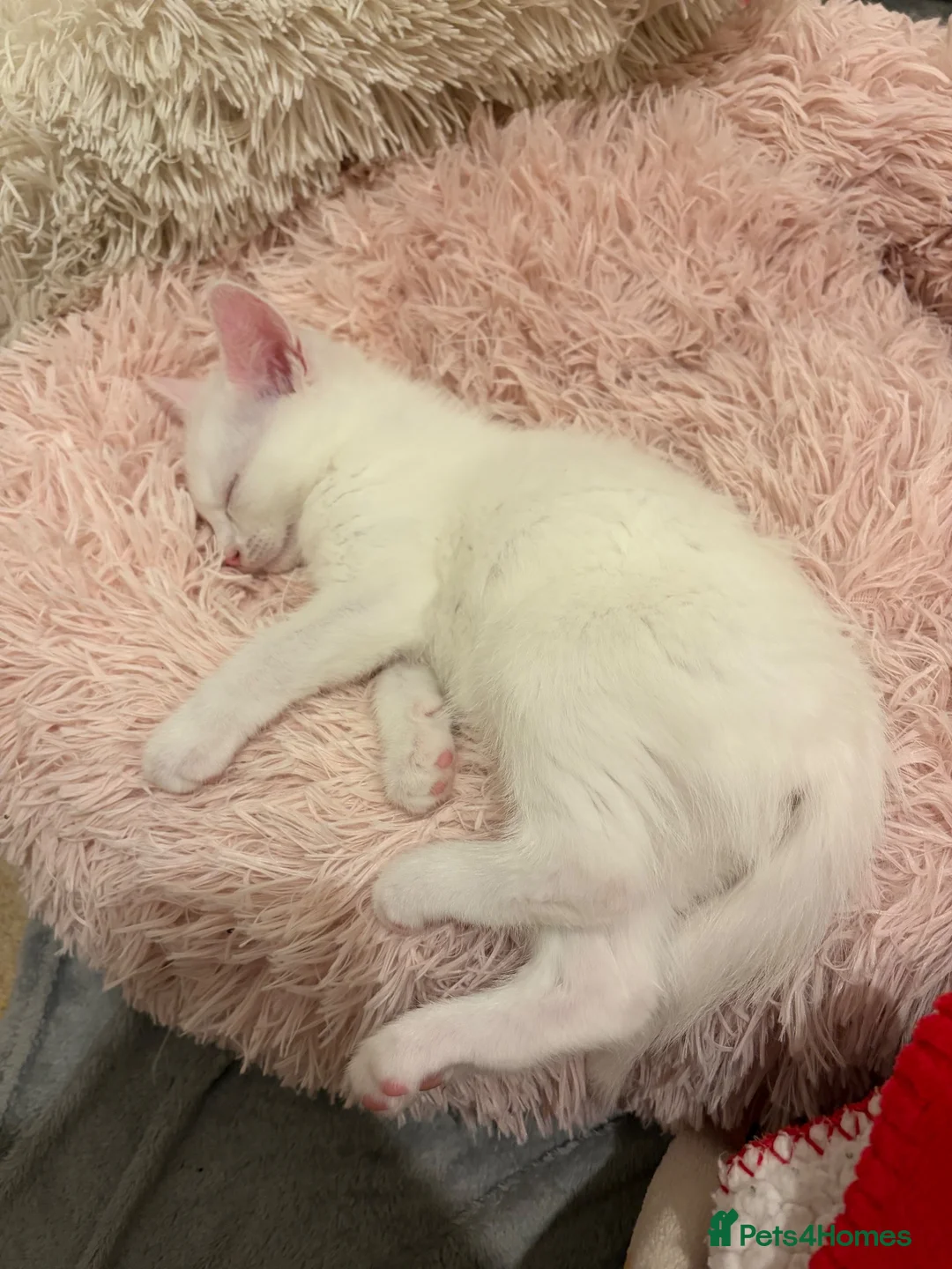 Domestic Shorthair cats for sale: Rehoming of a gorgeous kitten  - Advert 5
