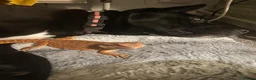 Bearded Dragon reptiles for sale: Stunning red bearded dragon with enclosure - Advert 7
