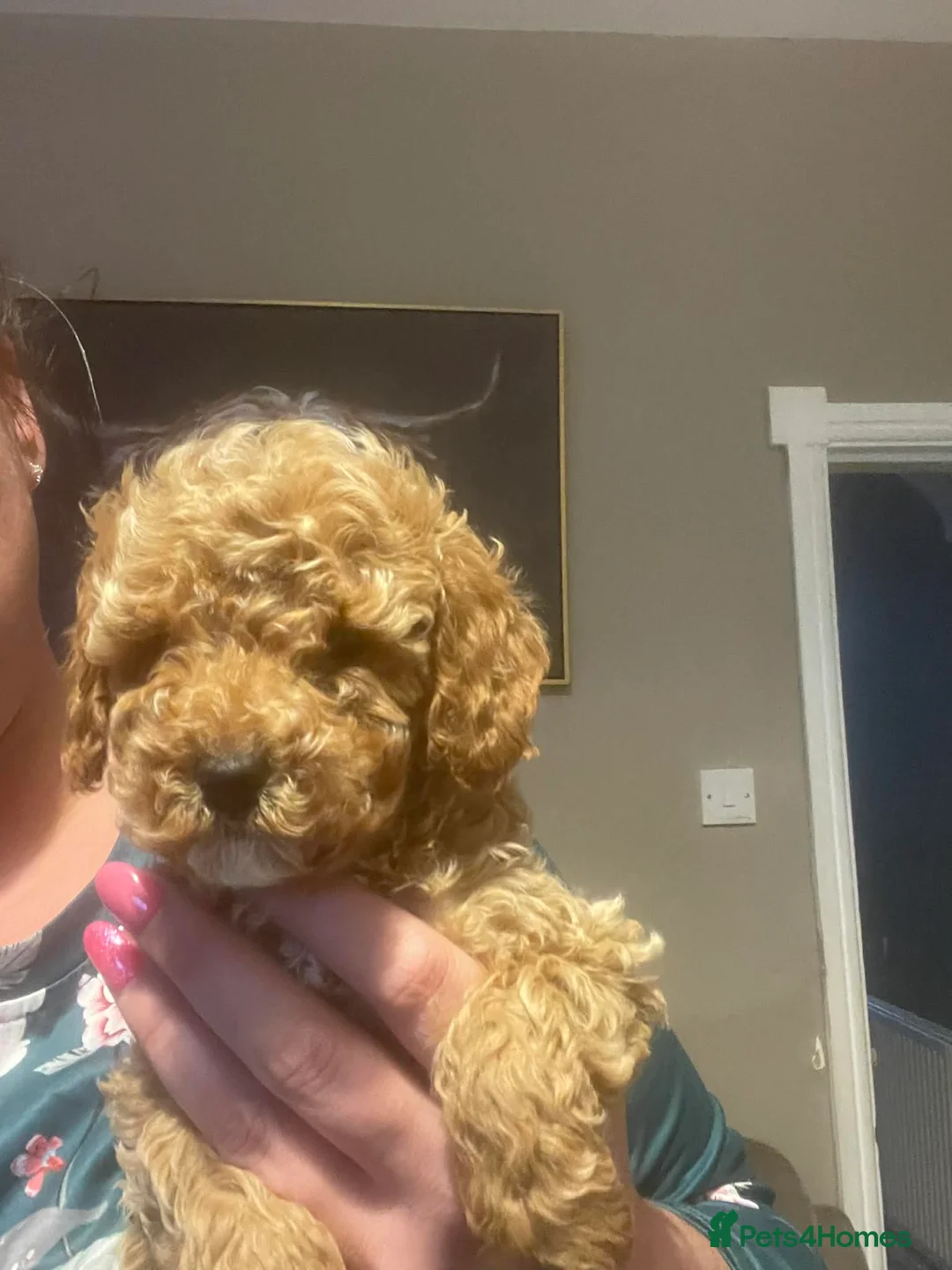 Cockapoo dogs for sale: Puppies ready for there forever homes  - Advert 5