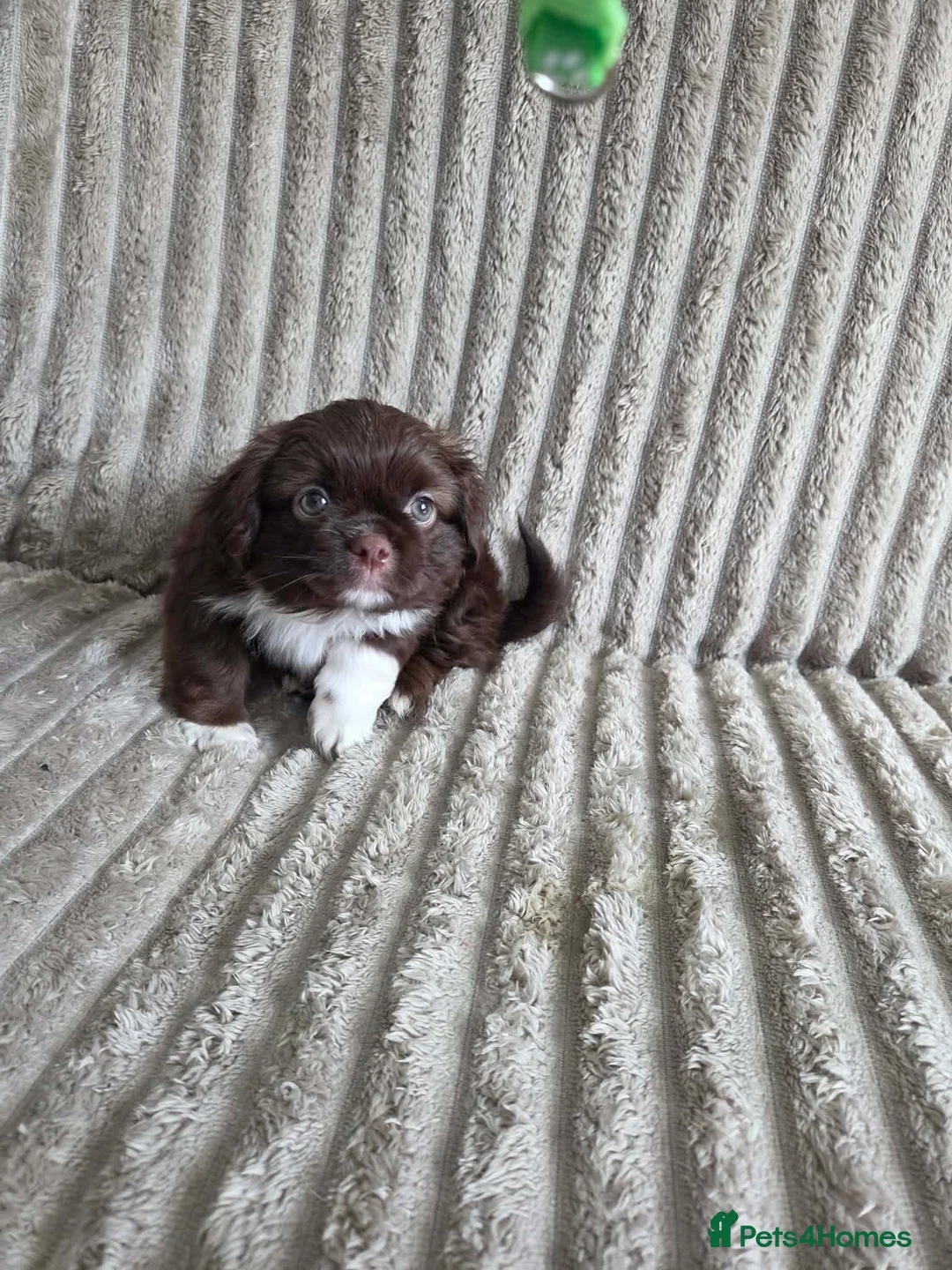 Shih Tzu dogs for sale: Beautiful imperial shih tzu in Barnsley - Advert 15
