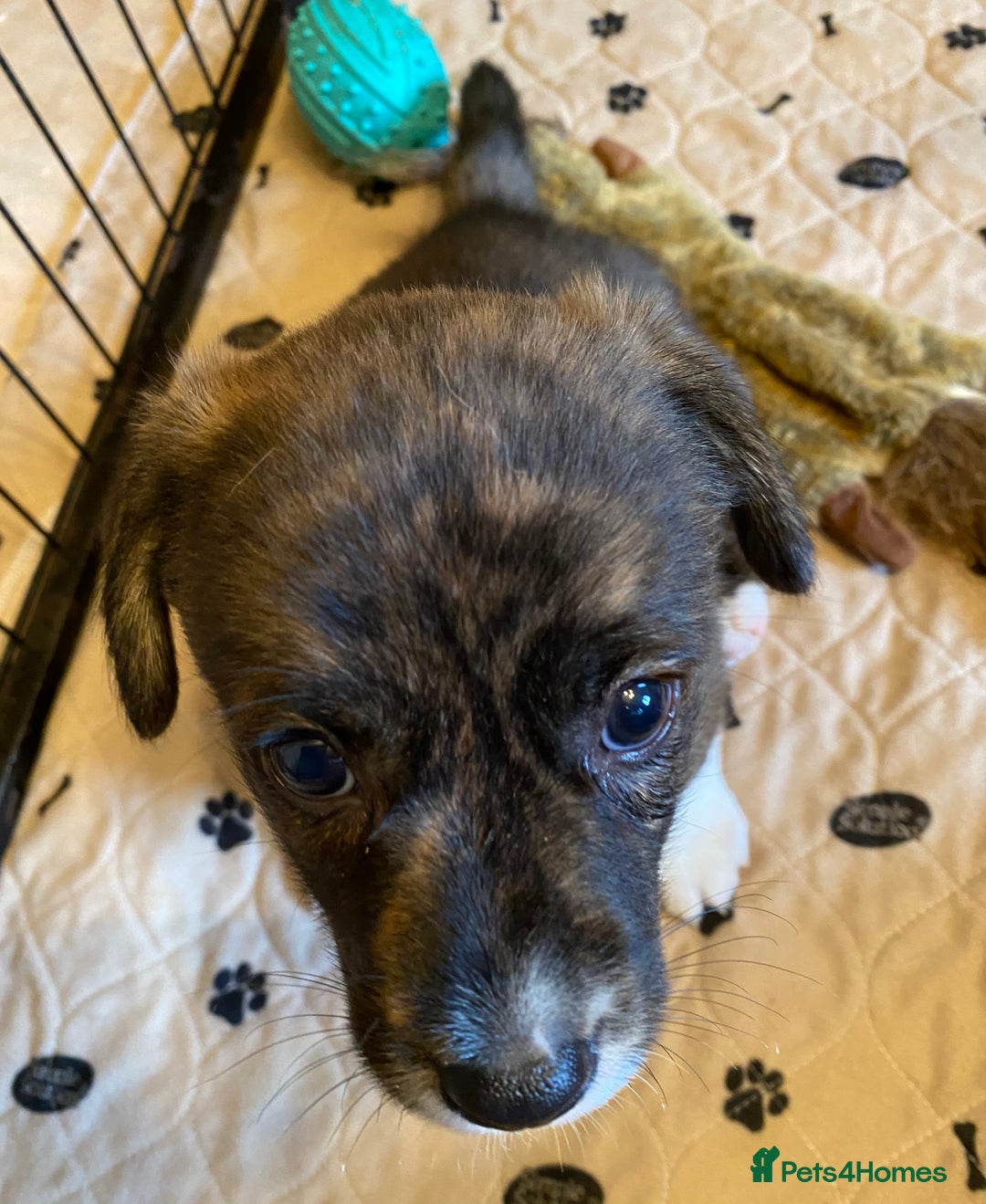 Welsh Corgi Cardigan dogs for sale: Welsh Cardigan Corgis by 5 ⭐️ Licensed Breeder - Advert 9