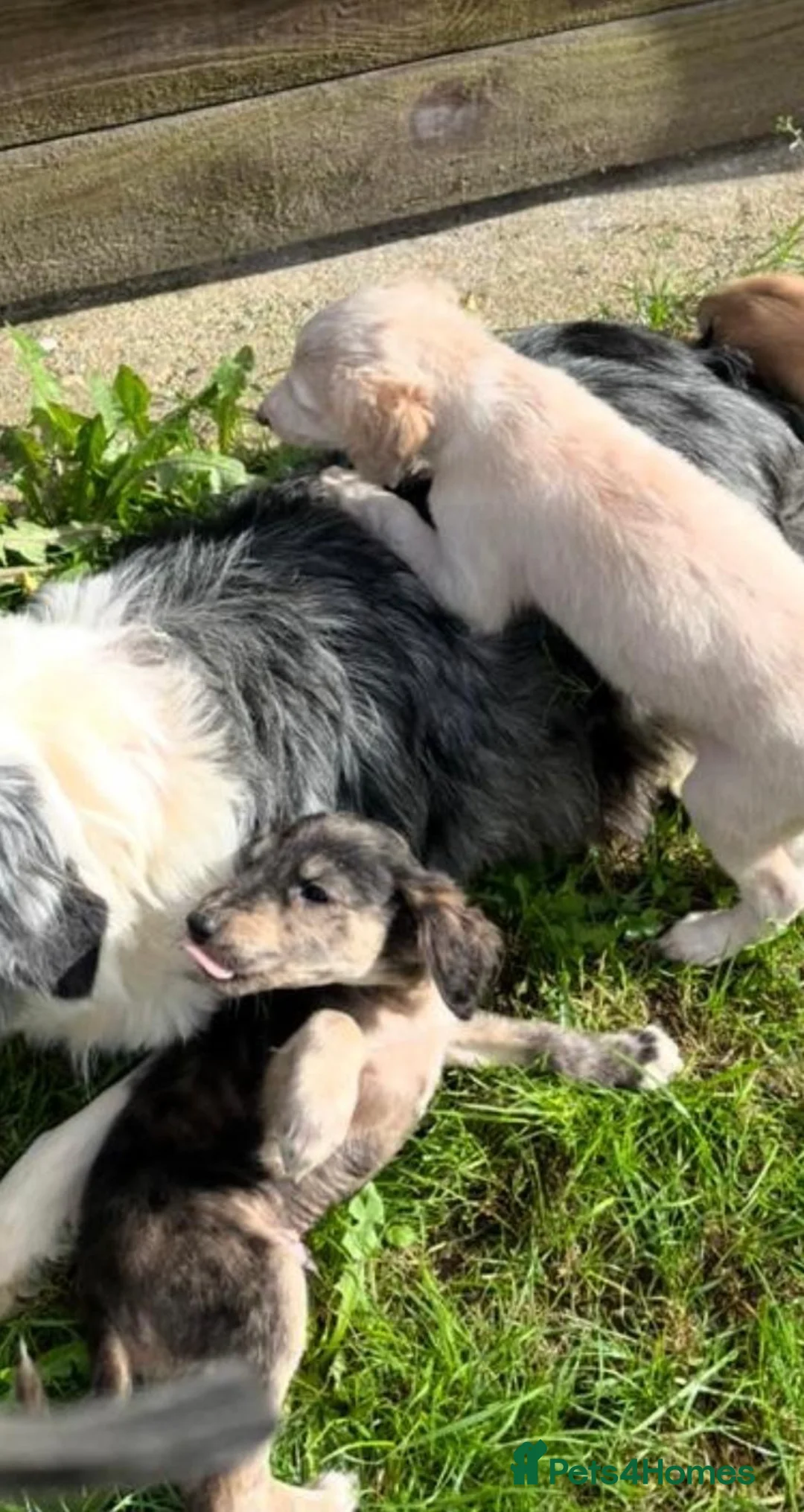Mixed Breed dogs for sale: Border collie x saluki puppies in Beccles - Advert 7