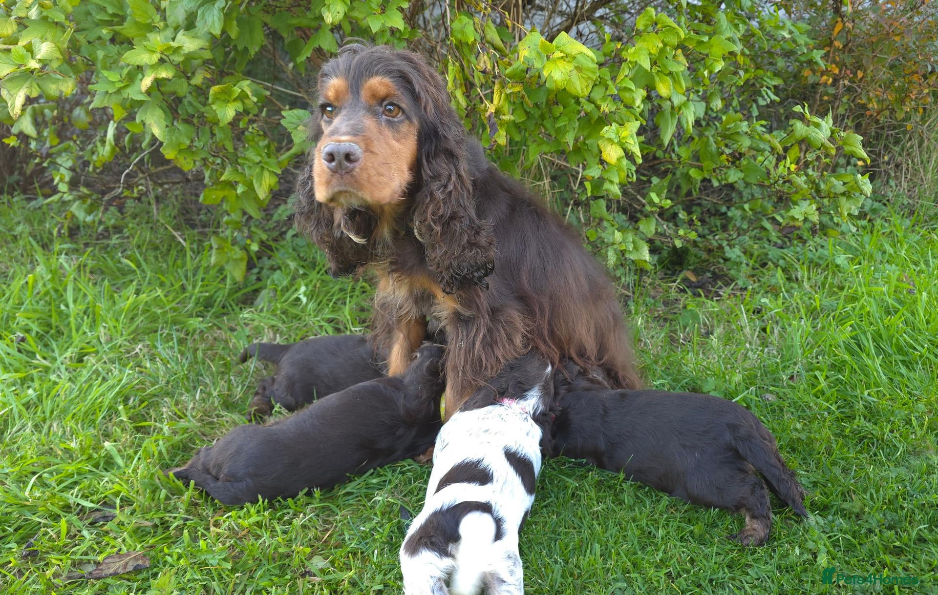 Cocker Spaniel dogs for sale: Show type & DNA tested  - Advert 2