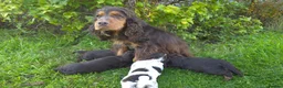 Cocker Spaniel dogs for sale: Show type & DNA tested  - Advert 2