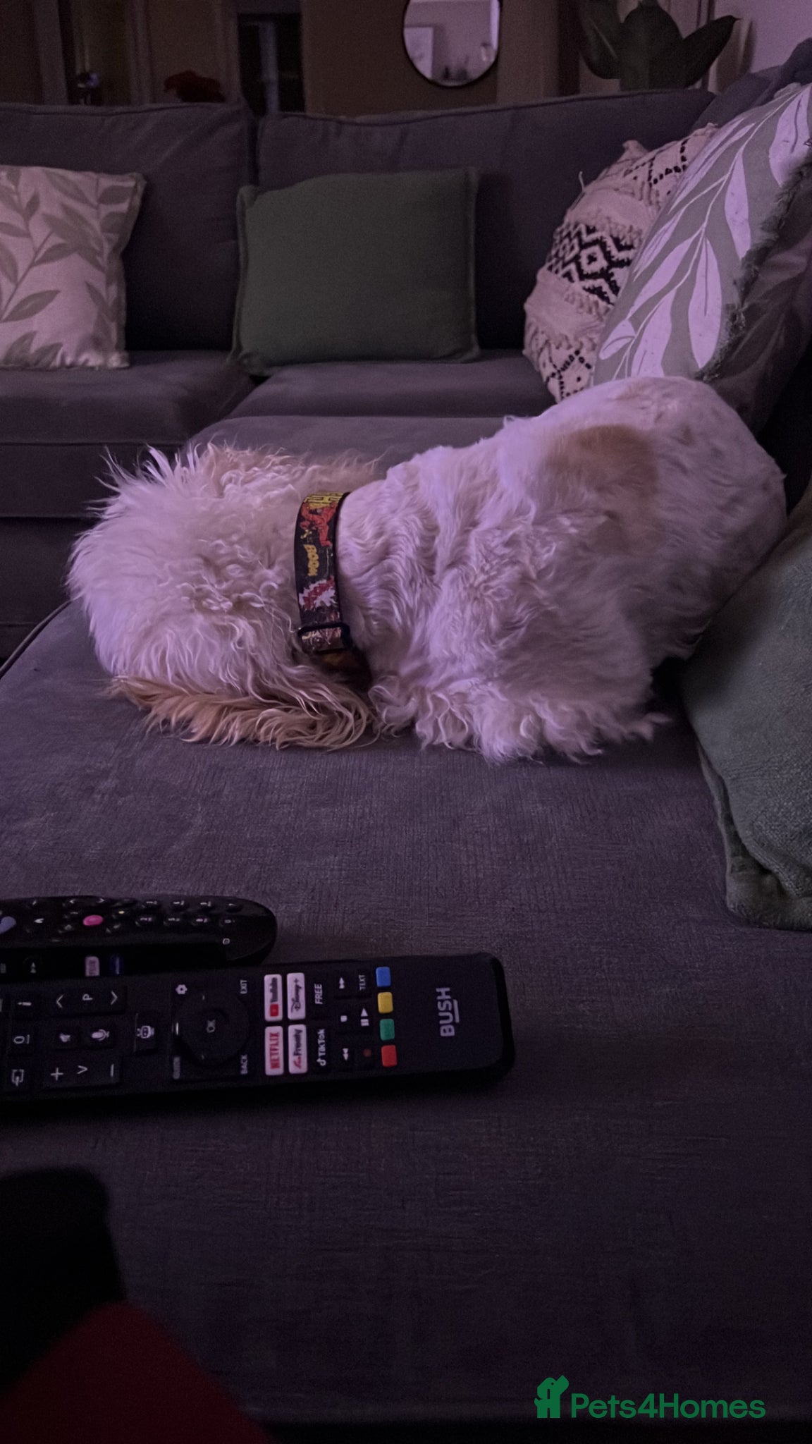 Cavachon dogs for sale: Flash - Cavachon in Taunton - Advert 3
