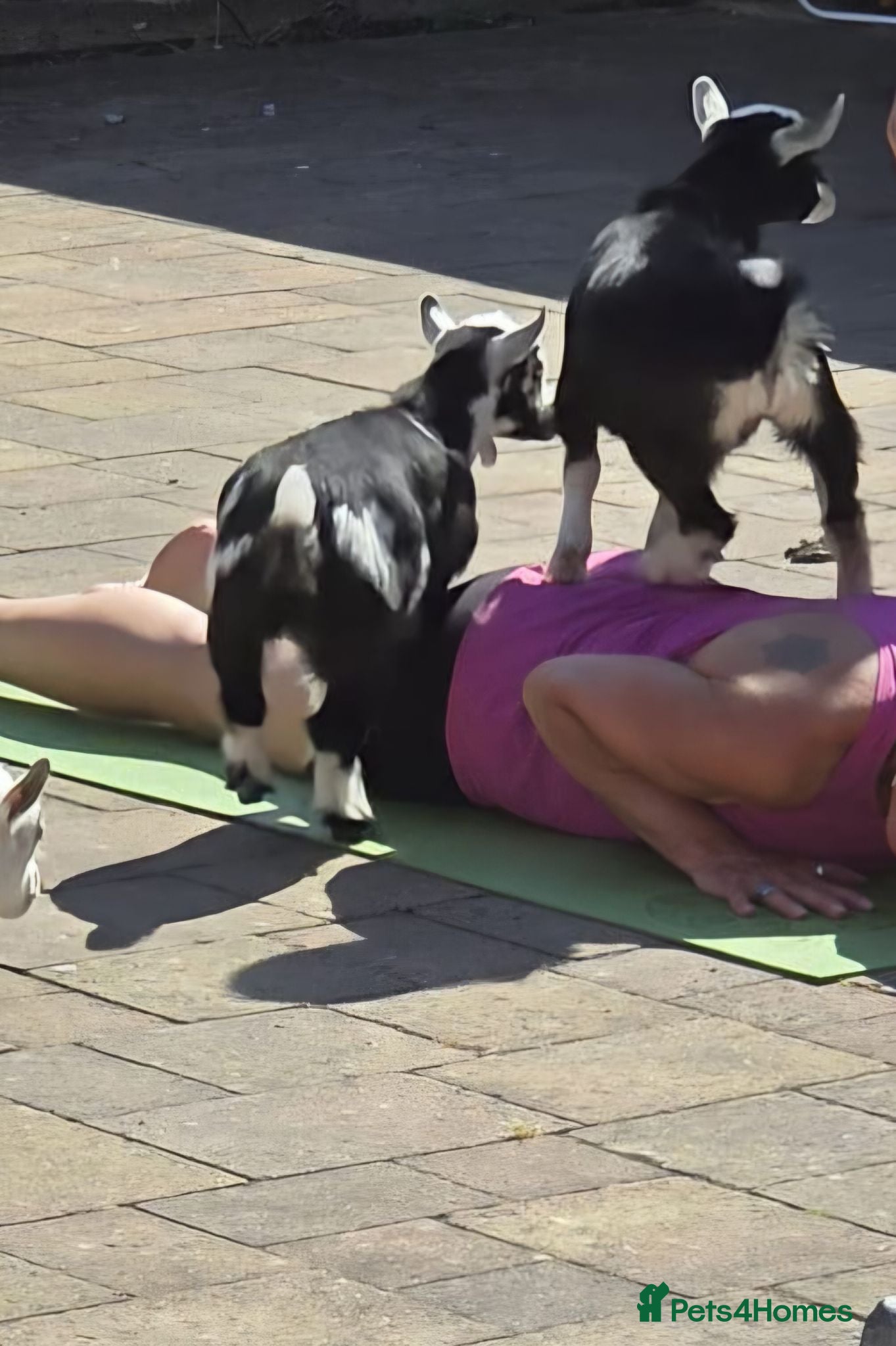 Goats livestock YOGA pygmy goats DISBUDDED, BOTTLE FED - Advert 3