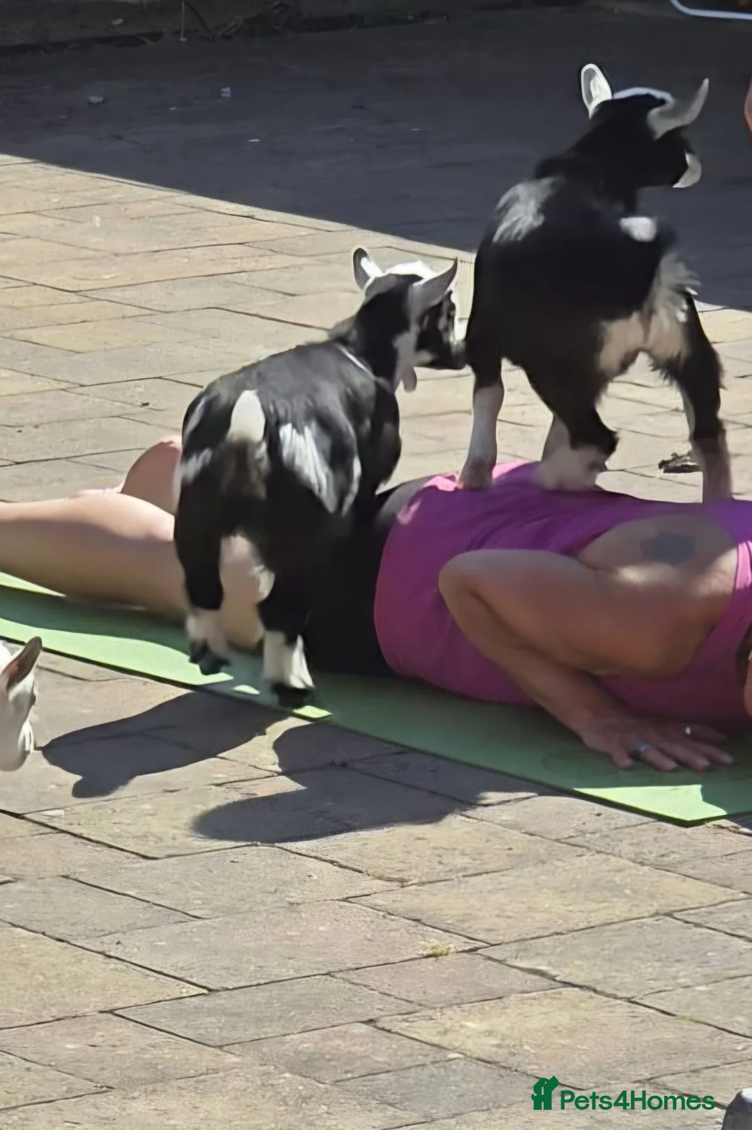 Goats livestock for sale: YOGA pygmy goats DISBUDDED, BOTTLE FED - Advert 1
