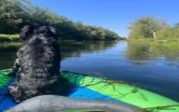 Cocker Spaniel dogs for stud: FOR STUD in Bishop's Stortford - Image 10