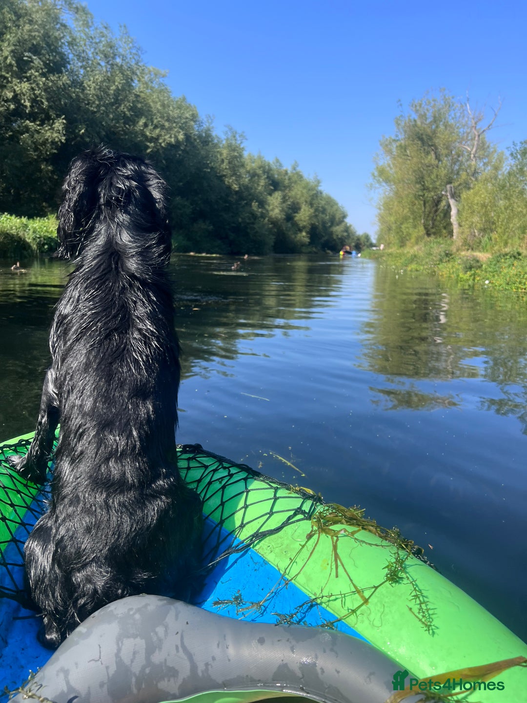 Cocker Spaniel dogs for stud: FOR STUD in Bishop's Stortford - Image 10