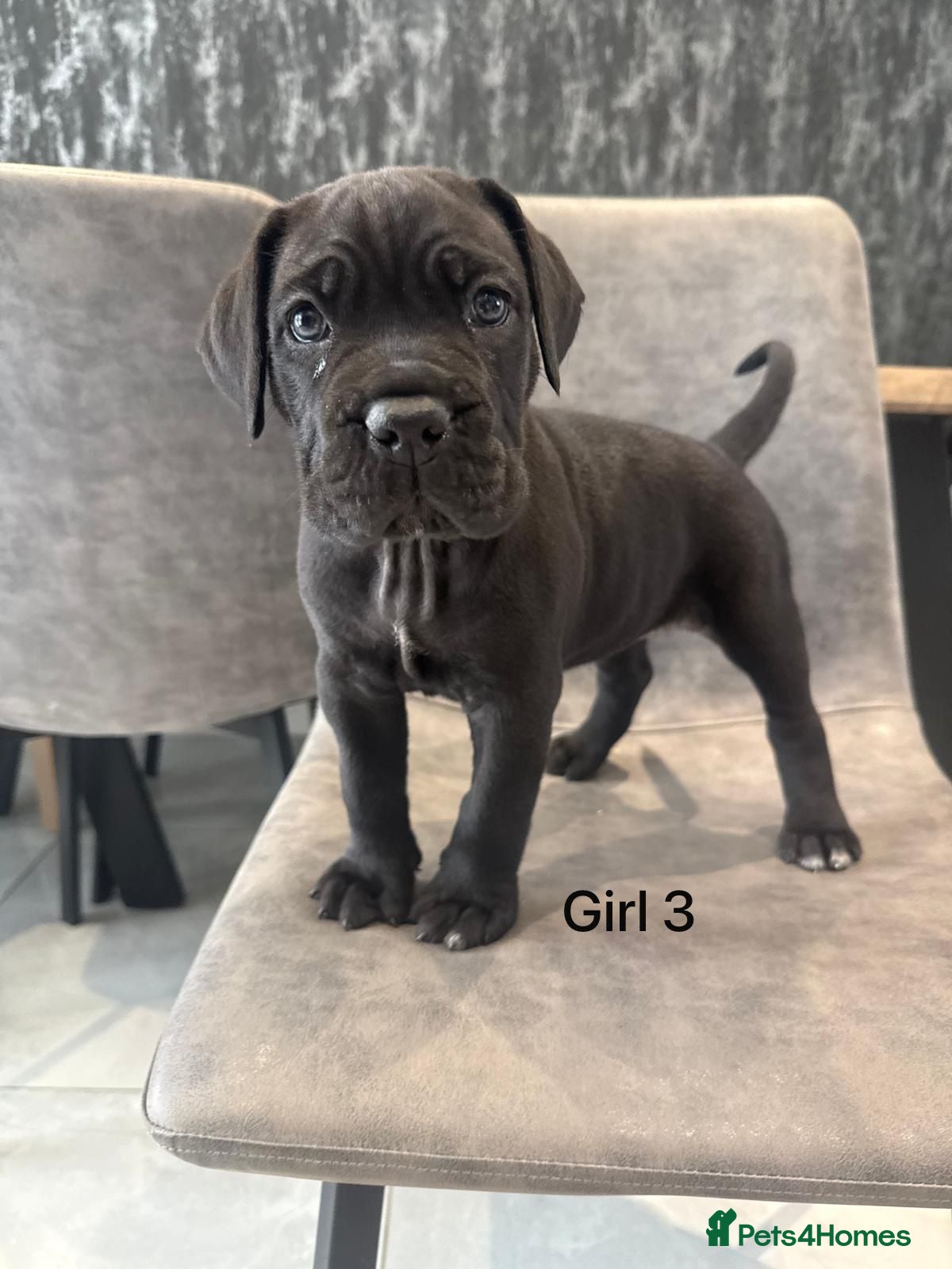 Cane Corso dogs Cane Corso puppies excellent example of the breed  - Advert 2
