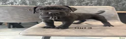 Cane Corso dogs for sale: Ready to collect Exceptional Cane Corso puppies   - Advert 10