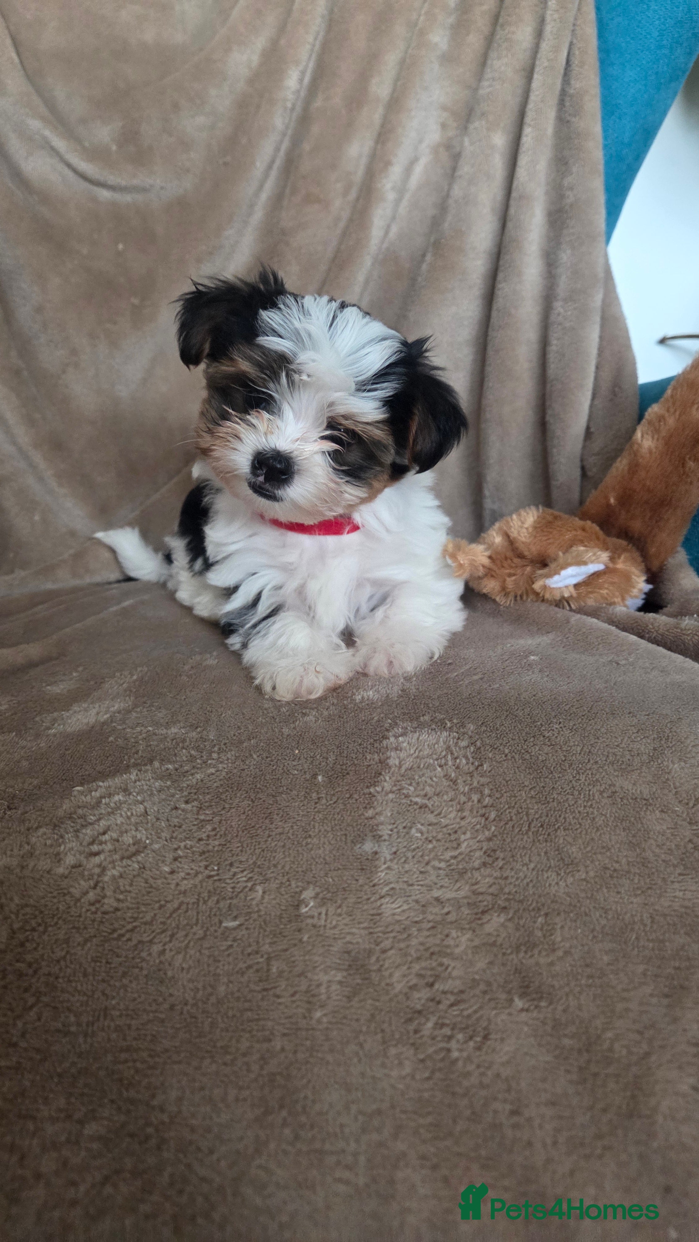 Biewer Terrier dogs Biewer Yorkshire Terrier  - Advert 2