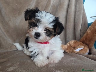 Biewer Terrier dogs Biewer Yorkshire Terrier - Advert 2