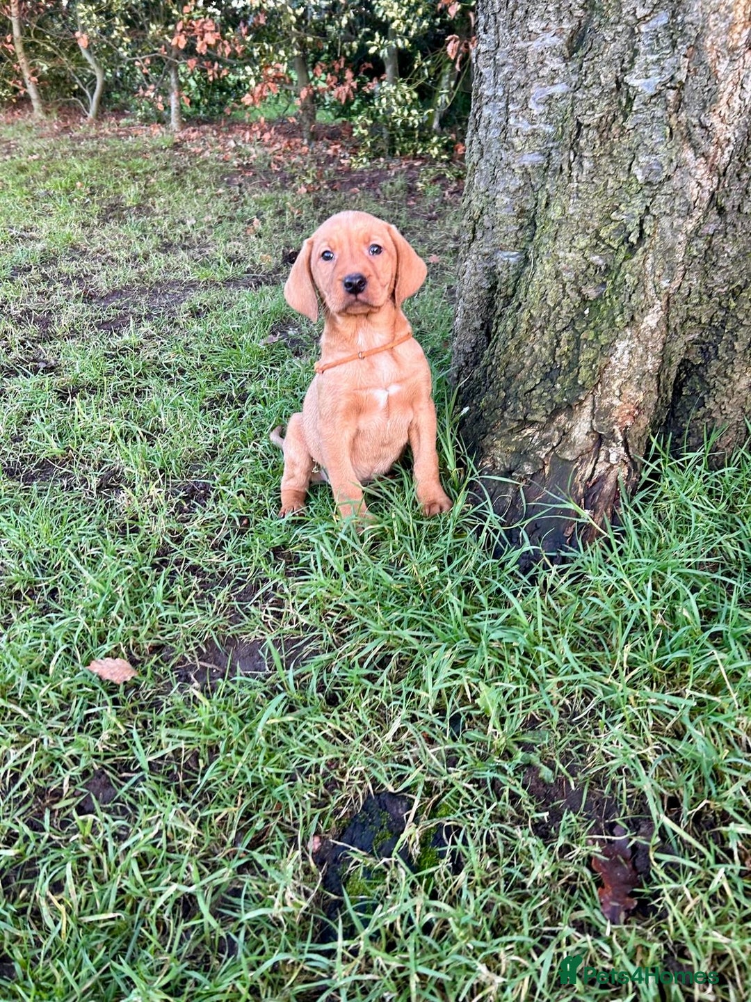 Mixed Breed dogs for sale: Stunning quality Vizslador puppies  - Advert 10