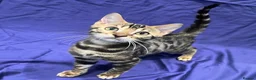 Bengal cats for sale: Stunning full pedigree bengal kittens *registered* - Advert 1