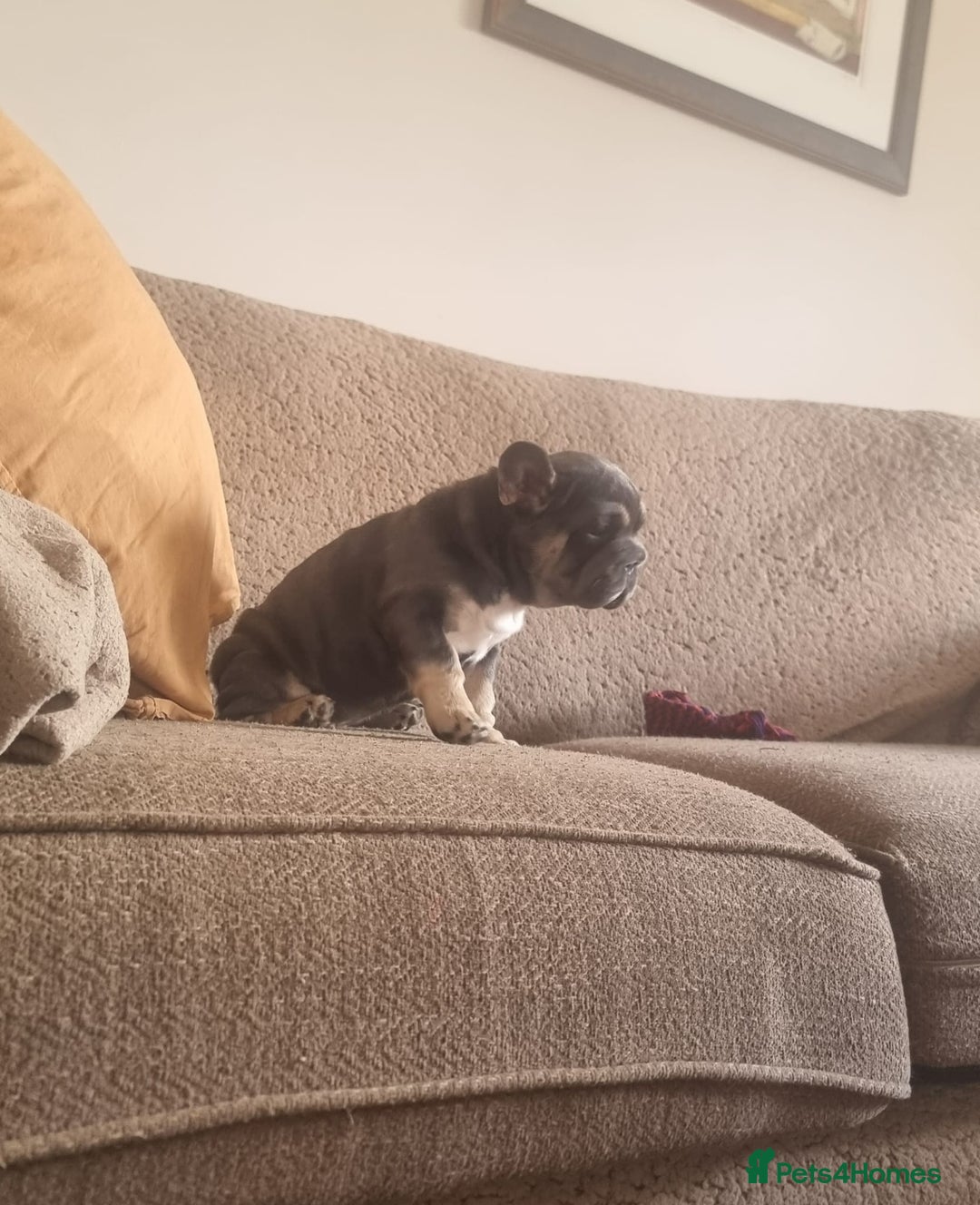 French Bulldog dogs for sale: Adorable pink and fluffy french bulldogs puppies  - Image 4