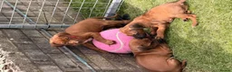 Rhodesian Ridgeback dogs for sale: Rhodesian Ridgeback Puppies EU Pedigree - Advert 4