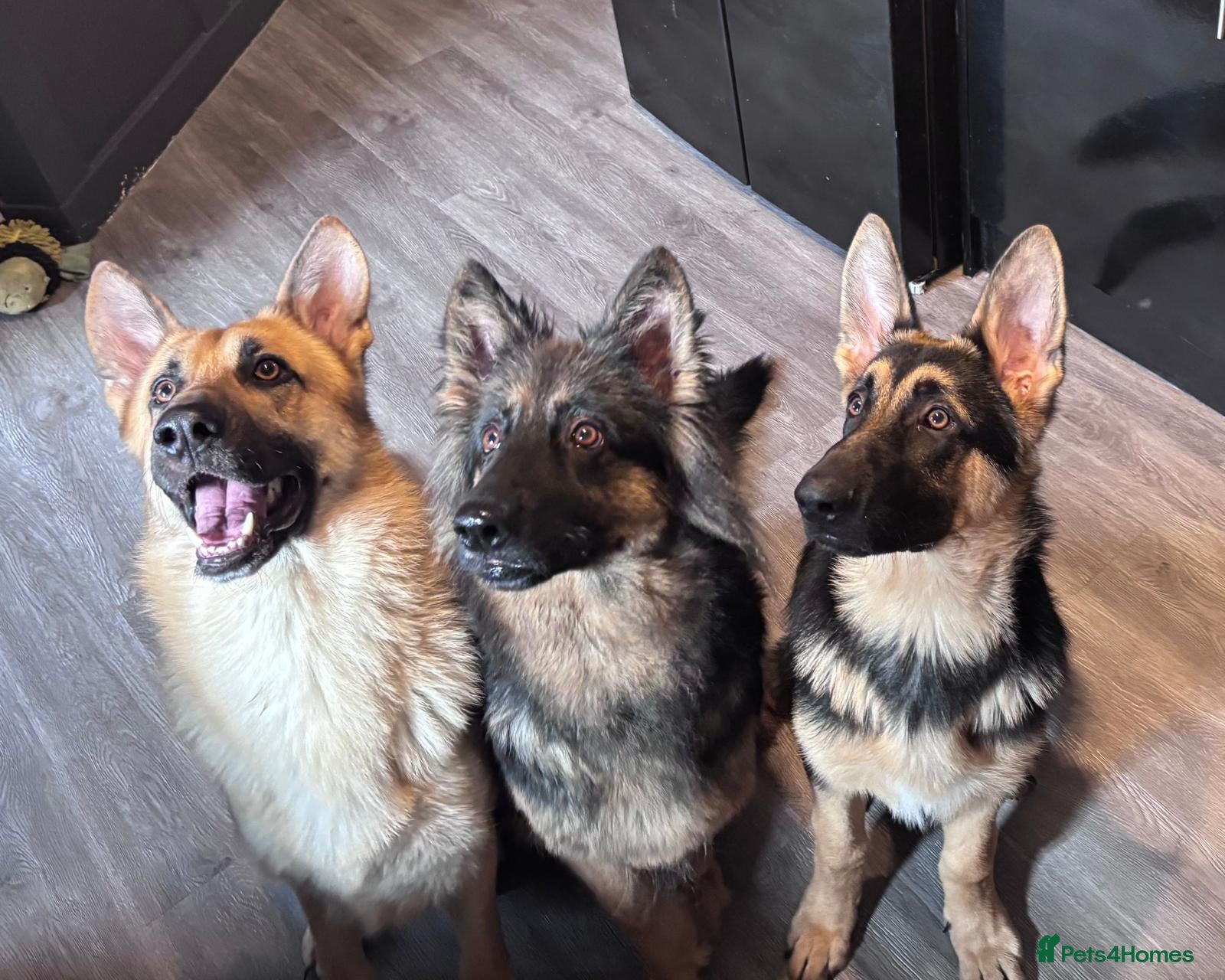 German Shepherd dogs 2 year old full male german shepherd  - Advert 1