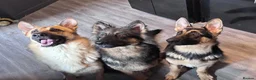 German Shepherd dogs for sale: 2 year old full male german shepherd  - Advert 1