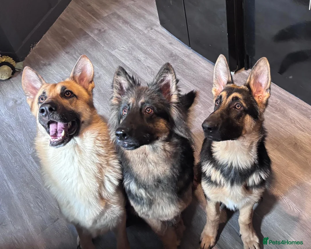 German Shepherd dogs for sale: 2 year old full male german shepherd  - Advert 1