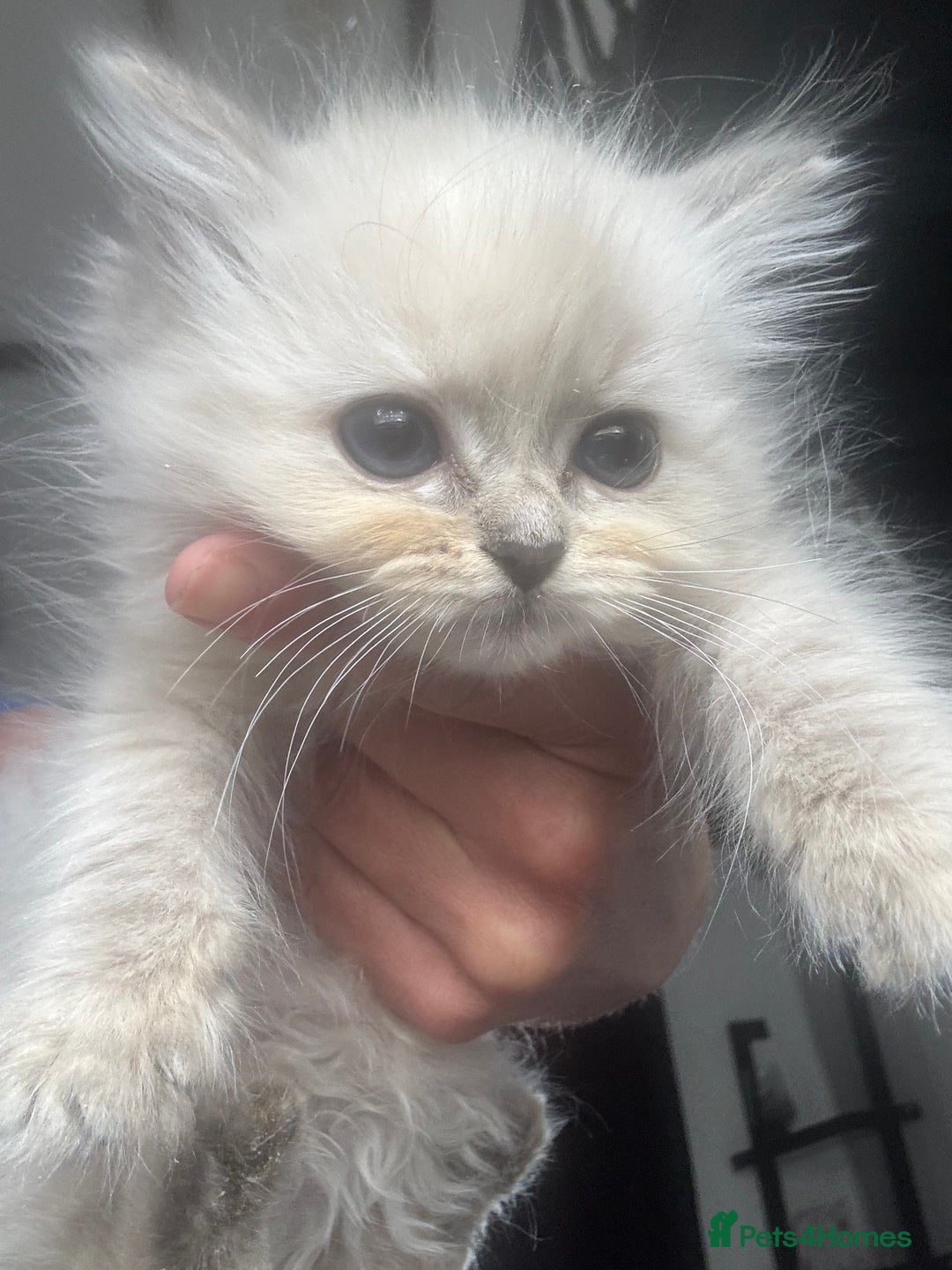 Ragdoll cats for sale: Champion bloodlines Ready for their loving homes - Image 18